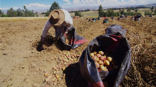 Escasez de los fertilizantes y su impacto en la economa familiar: se viene una crisis alimentaria?