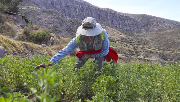 Conveagro propone nuevo plan de emergencia para rescatar sector agropecuario