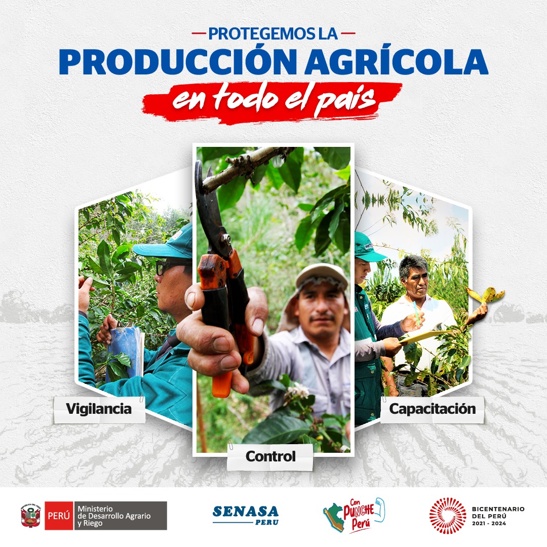 MIDAGRI: Fortalecen acciones de prevenci髇 y control de plagas en cultivos