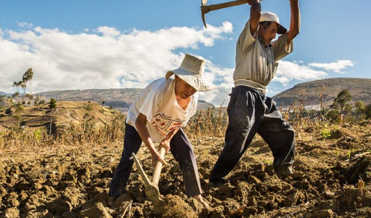 Fertilizantes: 22 empresas sern evaluadas como posibles proveedores de urea para el Per