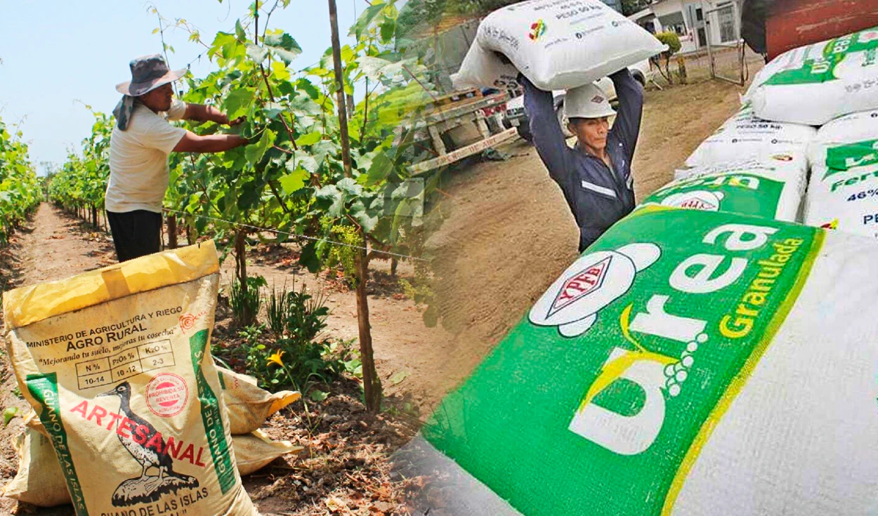 Escasez de fertilizantes agrava las desigualdades en el Perú