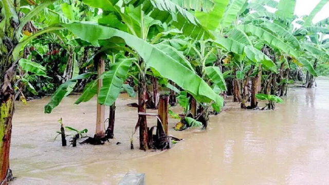 Alcalde advierte hambruna y escasez de alimentos tras intensas lluvias en Piura