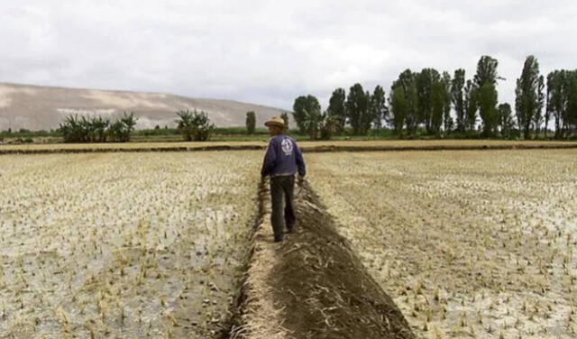 Producción de alimentos bajará un 30% por sequías en Arequipa, según agricultores
