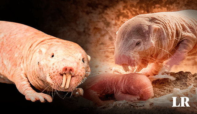 Nace nueva camada de la rata topo desnuda, animal clave para encontrar la cura contra el c�ncer