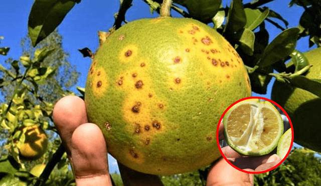 Agricultores denuncian que limón de Colombia tiene la plaga del dragón amarillo: ¿qué es?