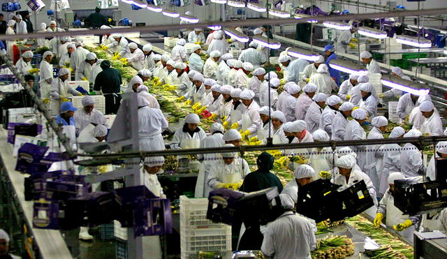 MEF limitará la rebaja de obligaciones laborales a las empresas agroexportadoras
