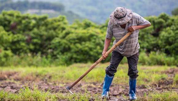 ¿Cómo impulsan a la economía los agronegocios del Perú?