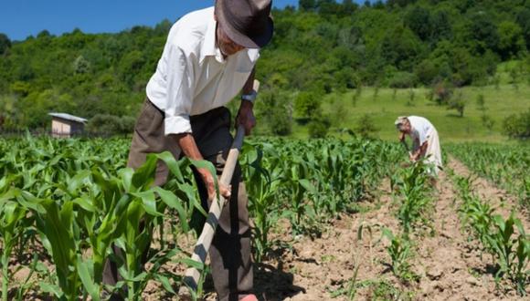 Agricultores en Junín ante alza de fertilizantes, optan por abono orgánico