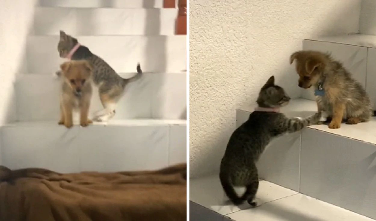 Perrito tiene miedo de bajar por las escaleras, pero su ?amiga? felina lo motiva a aprender