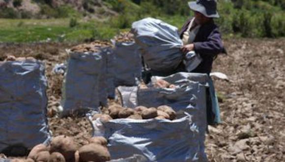 Hasta en 100% ms les cuesta a los productores sembrar papa en Junn