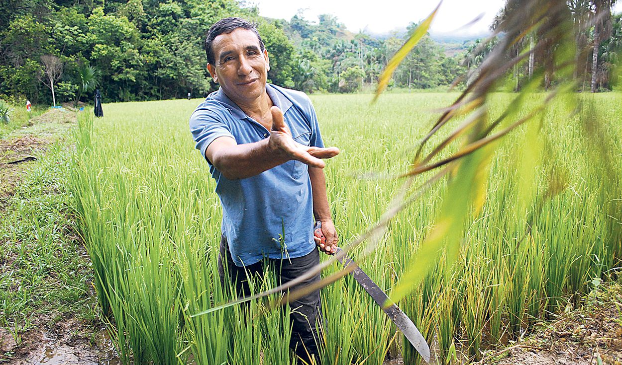 Seguridad alimentaria peligra por crisis agraria