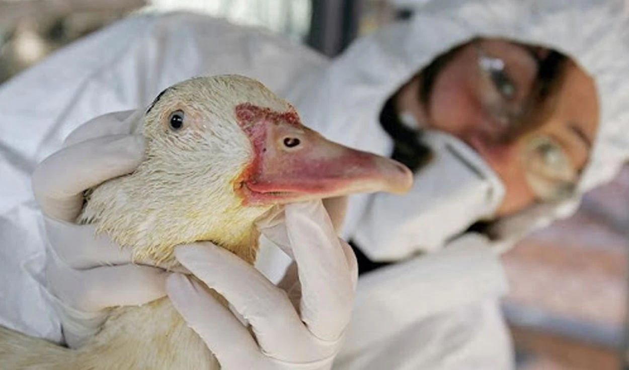 Gripe aviar: declaran emergencia sanitaria en Per por 90 das a causa de la influenza H5N1