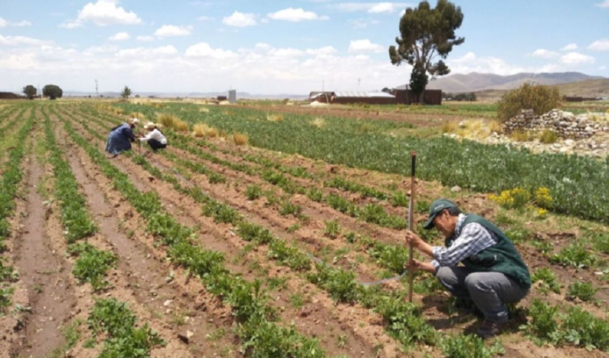 Jun�n y Cajamarca lideran n�mero de beneficiarios del Fertiabono