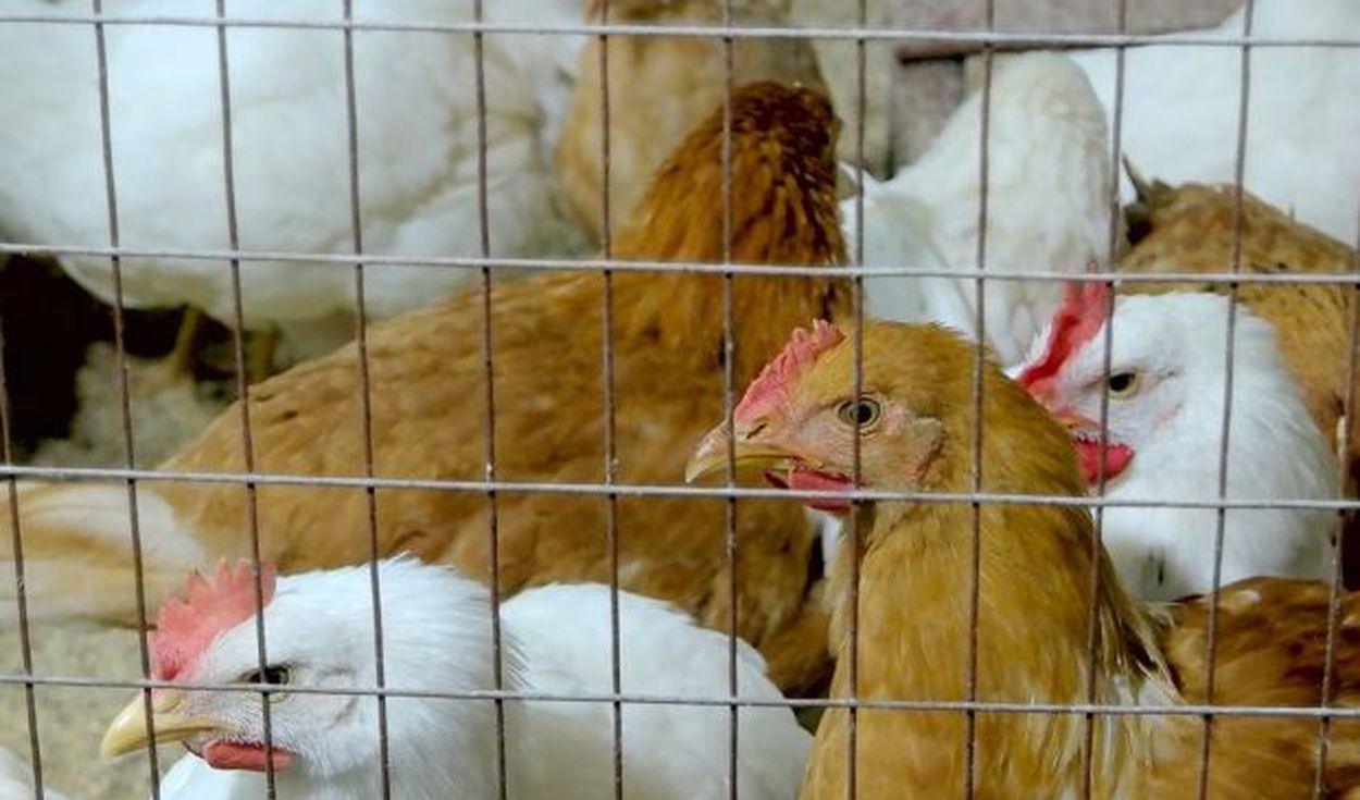 Detectan primeros casos de influenza en aves domsticas en Lambayeque