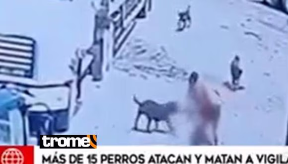 Chiclayo: jauría de 15 perros le quitó la vida a un vigilante