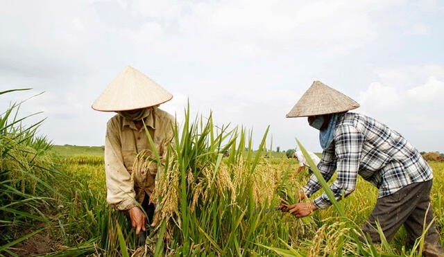 El precio mundial del arroz se encuentra en su pico más alto en 15 Años