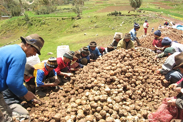 Papa amarilla sube a S/7 kilo en los mercados minoristas de Lima