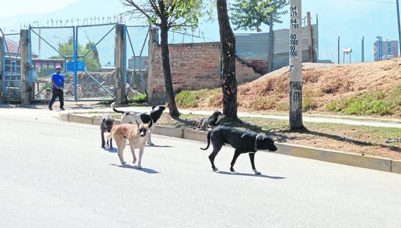 Decenas de perros invaden barrios en Huancayo y causan terror a vecinos