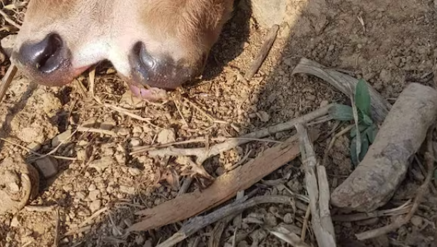 ¡Sorprendente! Nace ternera con dos cabezas en Huánuco