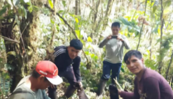 Asesinan a oso de anteojos en localidad de Pillao, Huánuco
