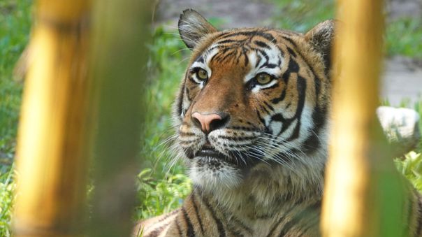 Un tigre atacó a un trabajador del zoológico de Florida